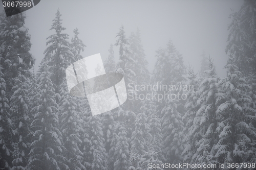 Image of christmas evergreen pine tree covered with fresh snow