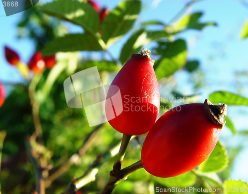 Image of rose hips