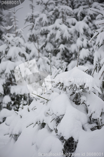 Image of christmas evergreen pine tree covered with fresh snow