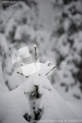 Image of christmas evergreen pine tree covered with fresh snow