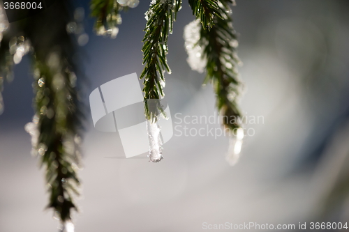 Image of tree covered with fresh snow at winter night