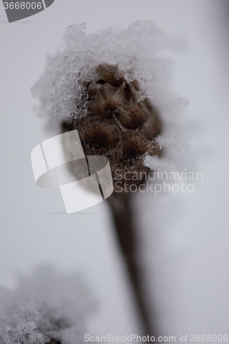 Image of christmas evergreen pine tree covered with fresh snow