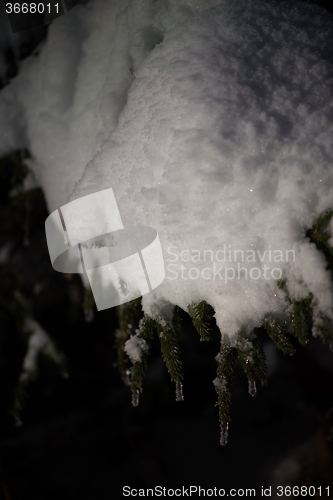 Image of tree covered with fresh snow at winter night