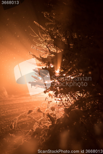 Image of tree covered with fresh snow at winter night