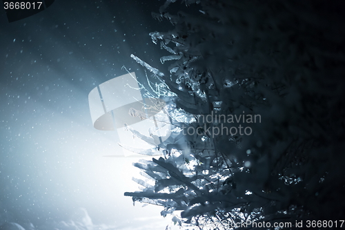 Image of tree covered with fresh snow at winter night