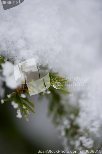 Image of christmas evergreen pine tree covered with fresh snow