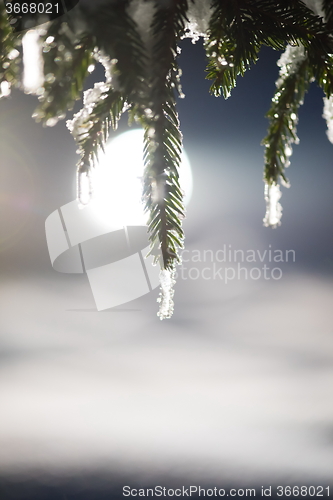 Image of tree covered with fresh snow at winter night