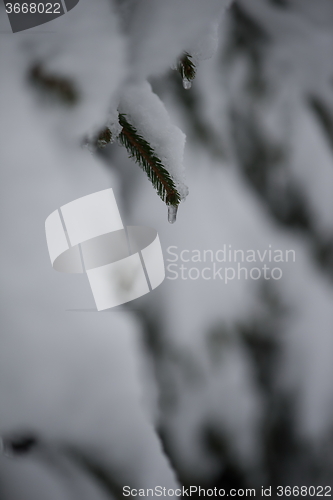 Image of christmas evergreen pine tree covered with fresh snow