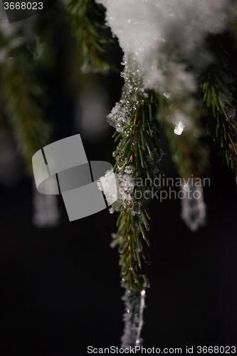 Image of tree covered with fresh snow at winter night