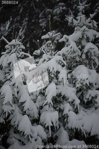 Image of christmas evergreen pine tree covered with fresh snow