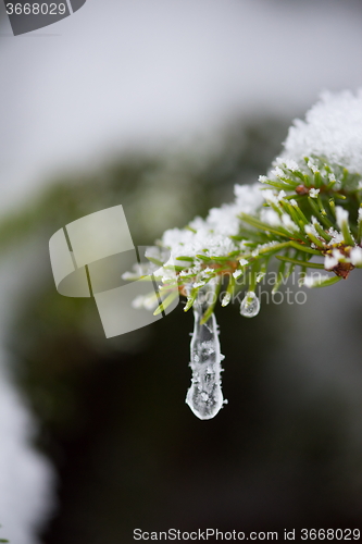 Image of christmas evergreen pine tree covered with fresh snow