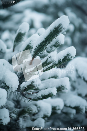 Image of christmas evergreen pine tree covered with fresh snow