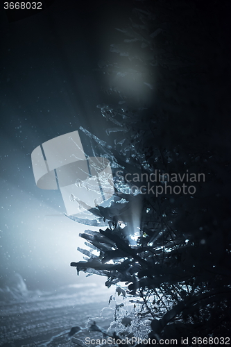 Image of tree covered with fresh snow at winter night