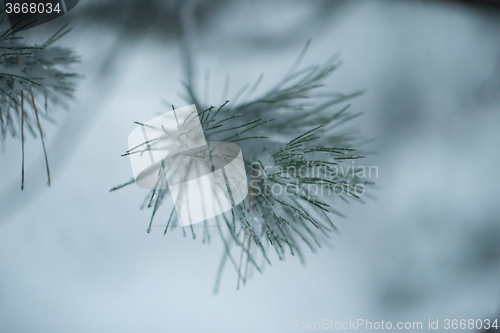 Image of christmas evergreen pine tree covered with fresh snow