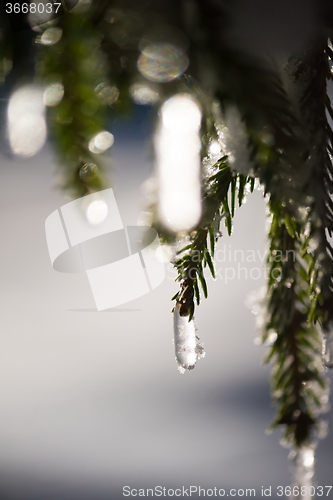 Image of tree covered with fresh snow at winter night