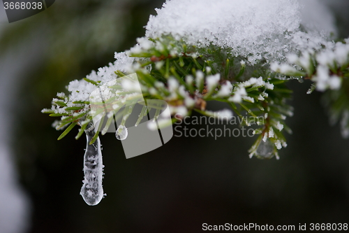 Image of christmas evergreen pine tree covered with fresh snow