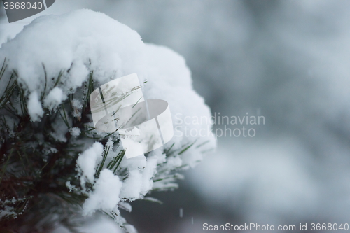 Image of christmas evergreen pine tree covered with fresh snow