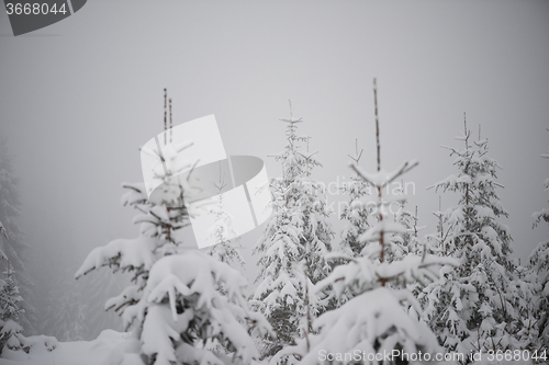 Image of christmas evergreen pine tree covered with fresh snow