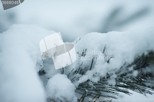 Image of christmas evergreen pine tree covered with fresh snow