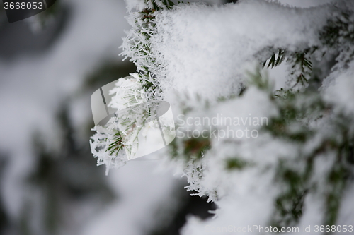 Image of christmas evergreen pine tree covered with fresh snow