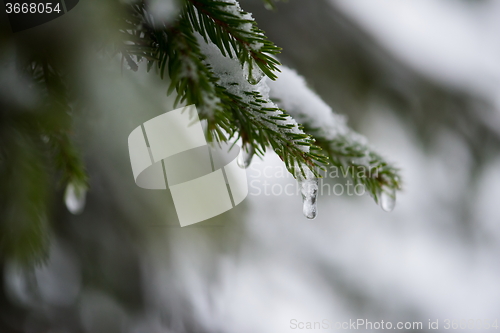 Image of christmas evergreen pine tree covered with fresh snow