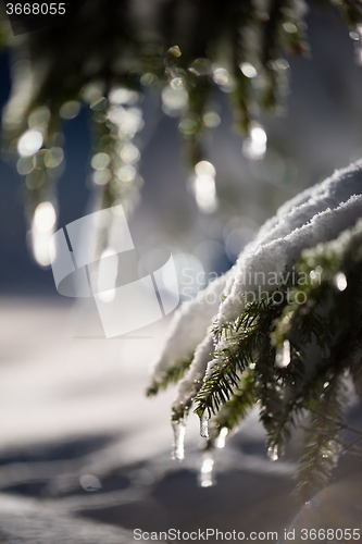 Image of tree covered with fresh snow at winter night