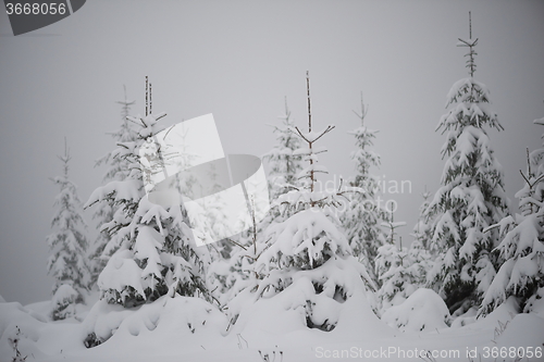 Image of christmas evergreen pine tree covered with fresh snow