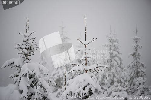 Image of christmas evergreen pine tree covered with fresh snow