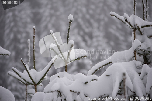 Image of christmas evergreen pine tree covered with fresh snow