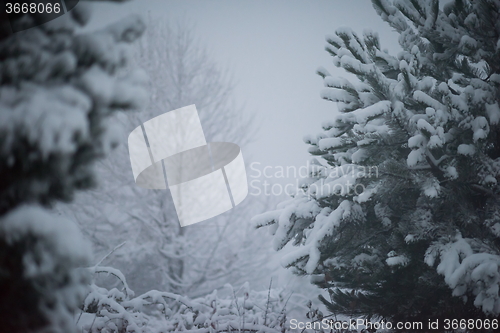 Image of christmas evergreen pine tree covered with fresh snow