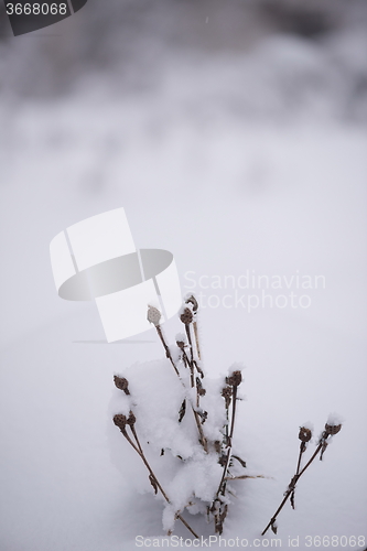 Image of christmas evergreen pine tree covered with fresh snow