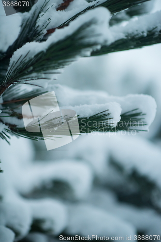 Image of christmas evergreen pine tree covered with fresh snow