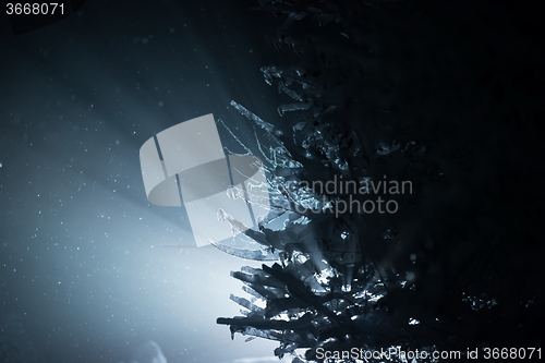 Image of tree covered with fresh snow at winter night