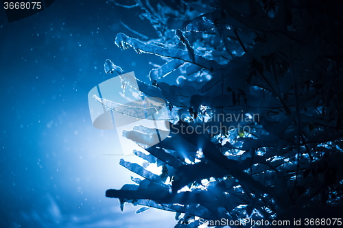 Image of tree covered with fresh snow at winter night