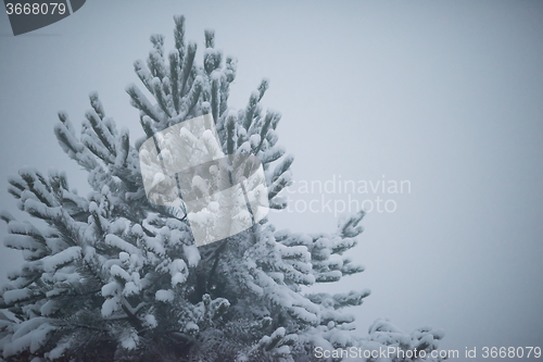 Image of christmas evergreen pine tree covered with fresh snow