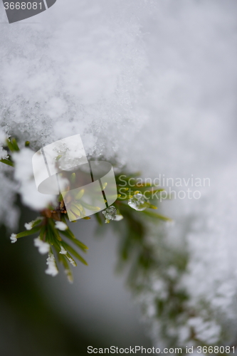 Image of christmas evergreen pine tree covered with fresh snow