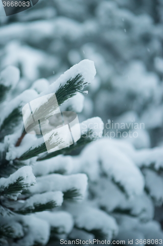 Image of christmas evergreen pine tree covered with fresh snow