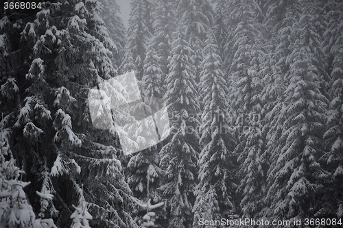 Image of christmas evergreen pine tree covered with fresh snow