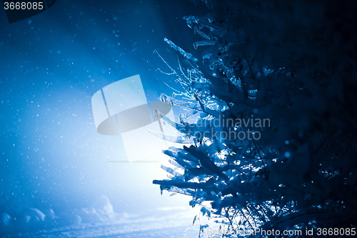 Image of tree covered with fresh snow at winter night
