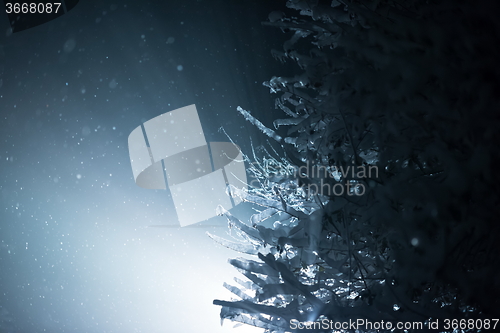 Image of tree covered with fresh snow at winter night