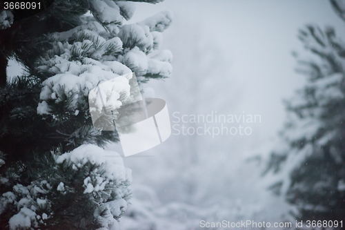 Image of christmas evergreen pine tree covered with fresh snow