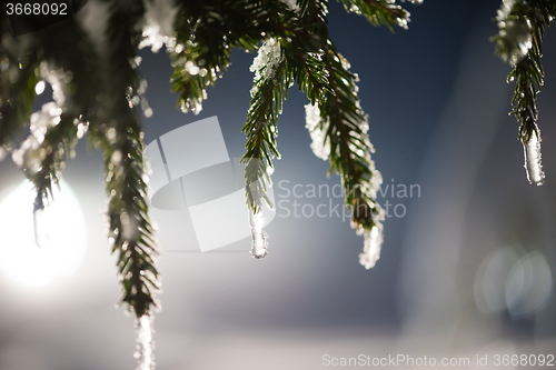 Image of tree covered with fresh snow at winter night