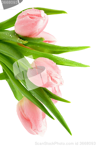 Image of Pink Spring Tulips