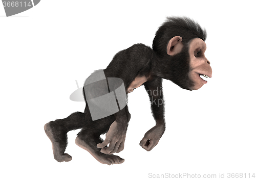 Image of Little Chimp Monkey on White