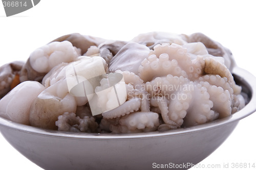 Image of Octopus