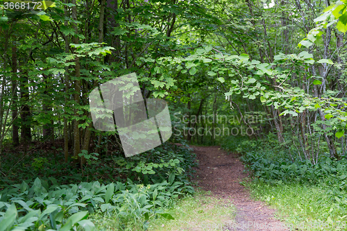 Image of summer forest and path