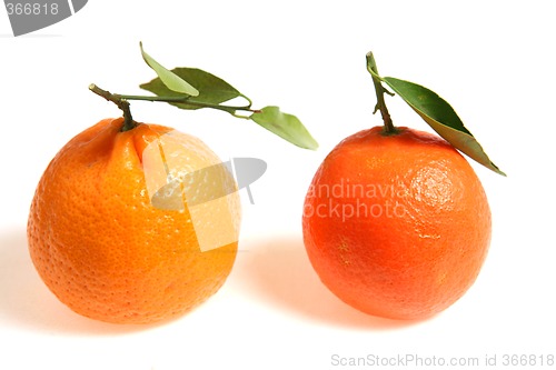 Image of Mandarin comparison