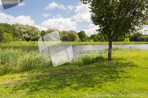 Image of summer field and trees