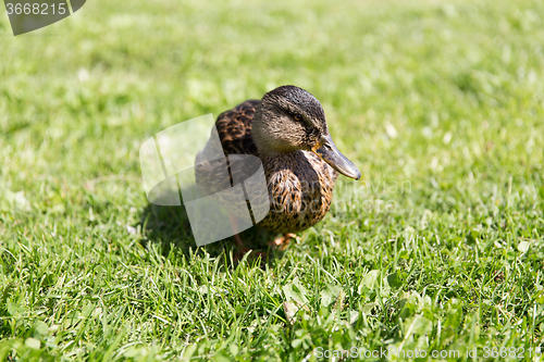 Image of duck walking on green summer meadow