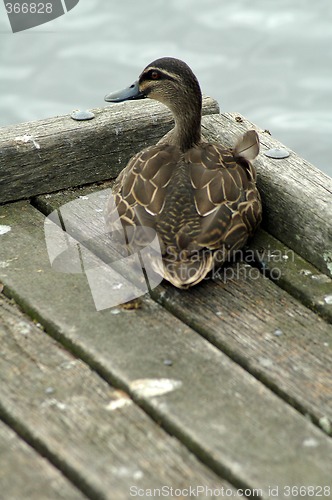 Image of sitting duck